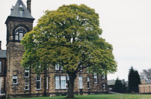 stainton 1980s sm.jpg